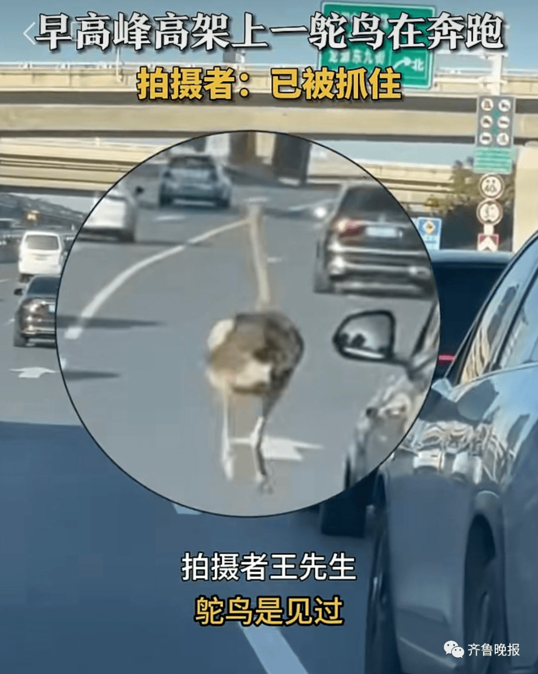 郑州高架惊现鸵鸟狂奔，视频来了