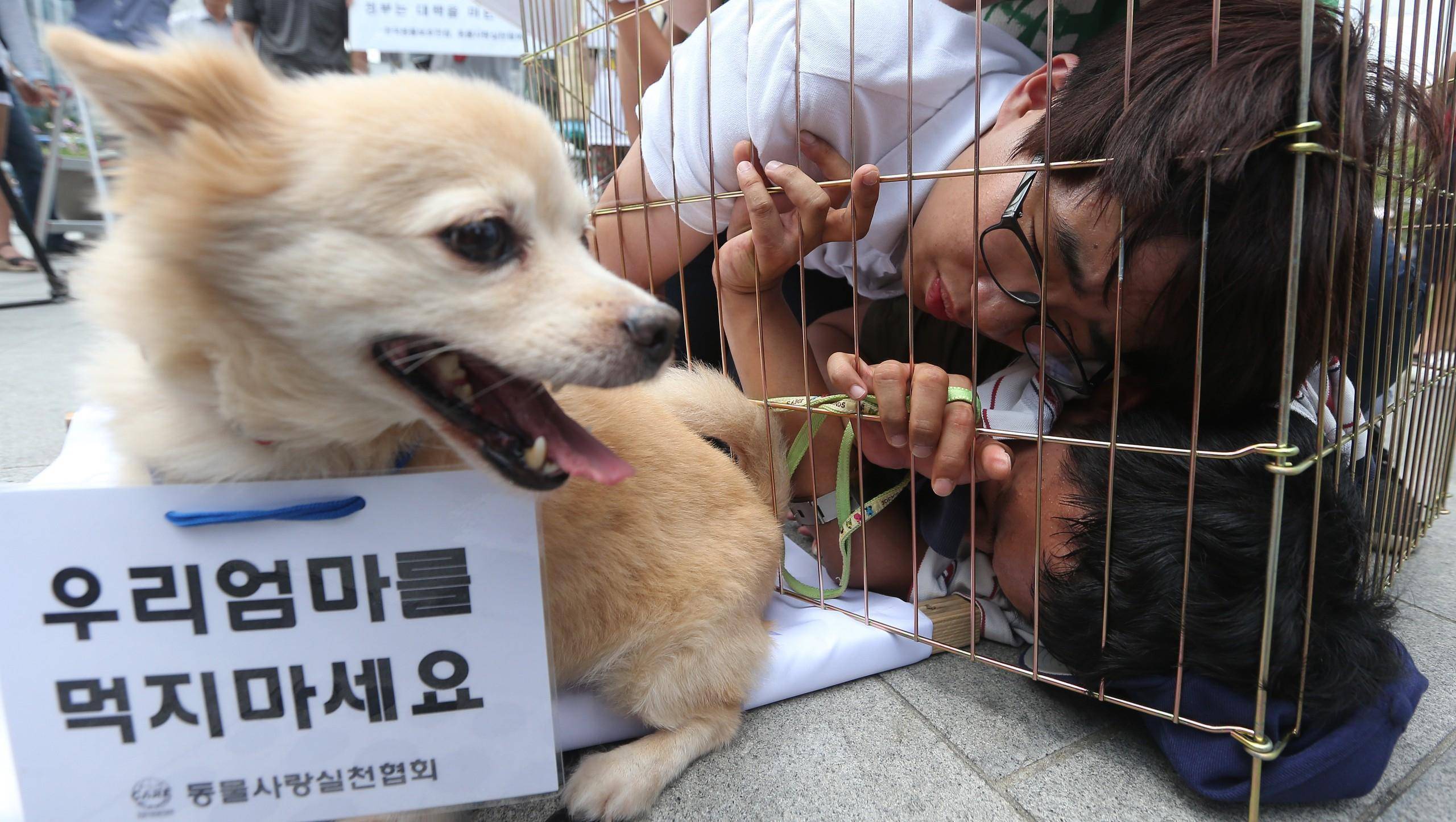 韩国年内将立法禁食狗肉，目前每年至少100万只狗被吃掉